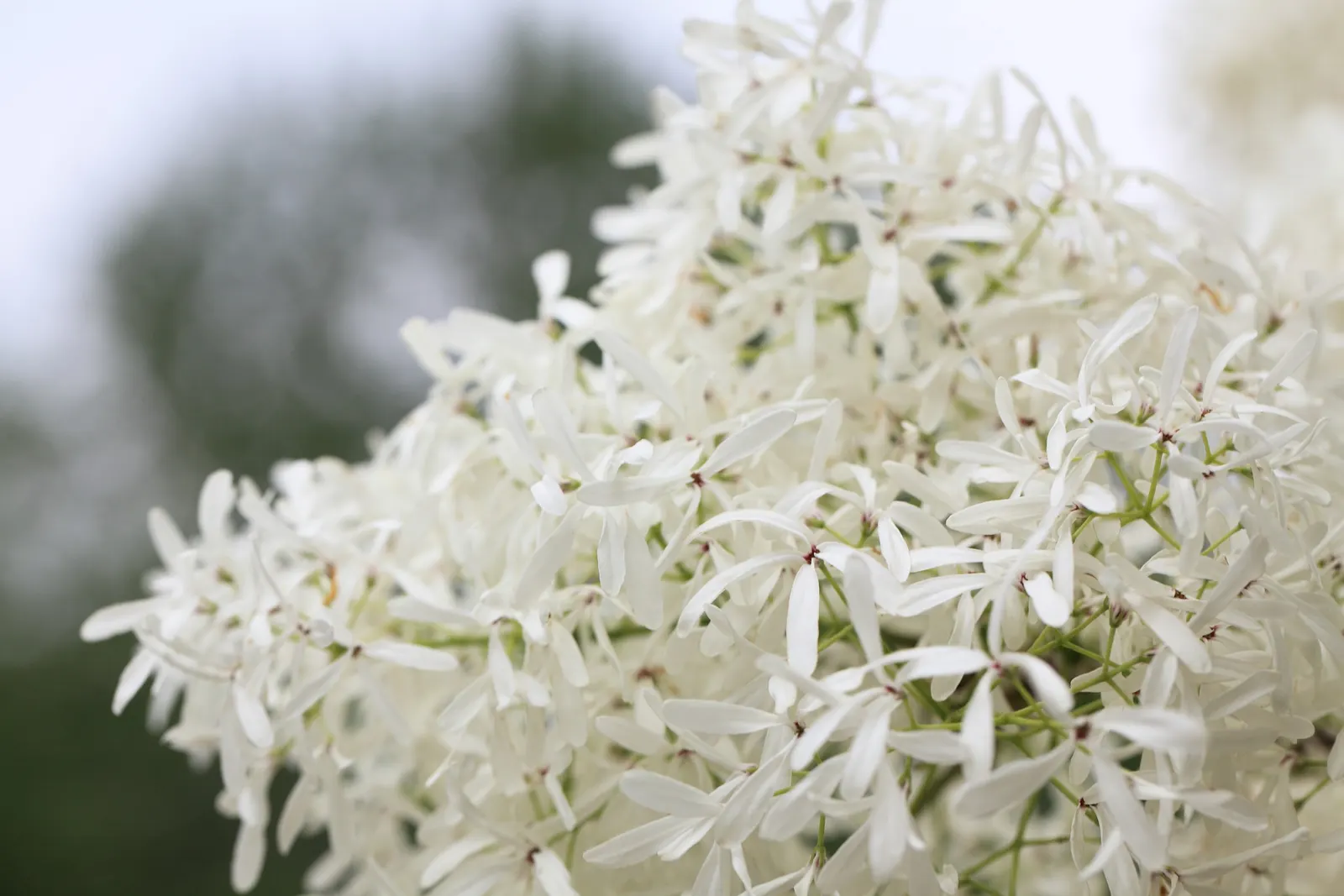 Fringe Tree (Chionanthus Virginicus) — fringe-like petals that cascade from its branches; creating a cloud of white blooms, image 78
