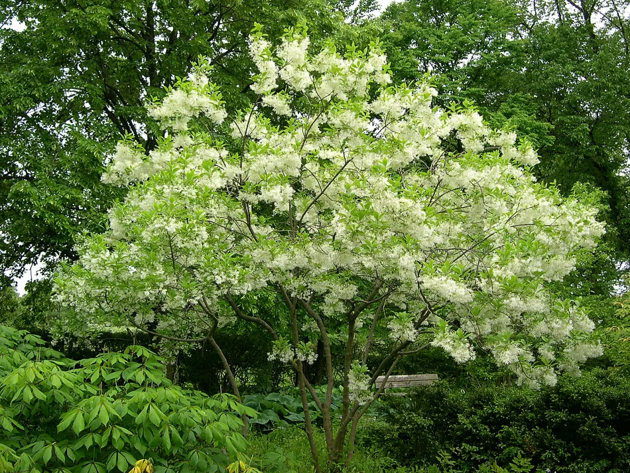 Fringe Tree (Chionanthus Virginicus) — tree with white blooms; minimal pruning is required, image 115