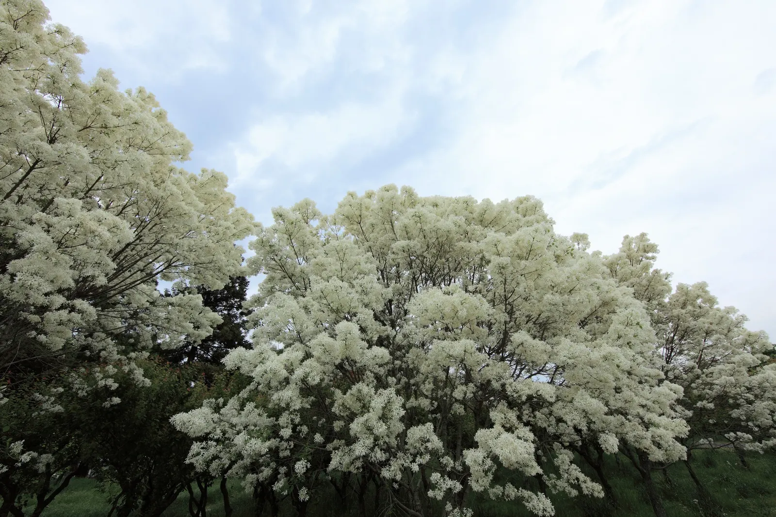 Fringe Tree (Chionanthus Virginicus) — fragrant white flowers that bloom in late spring to early summer; presents a stunning addition to any, image 126