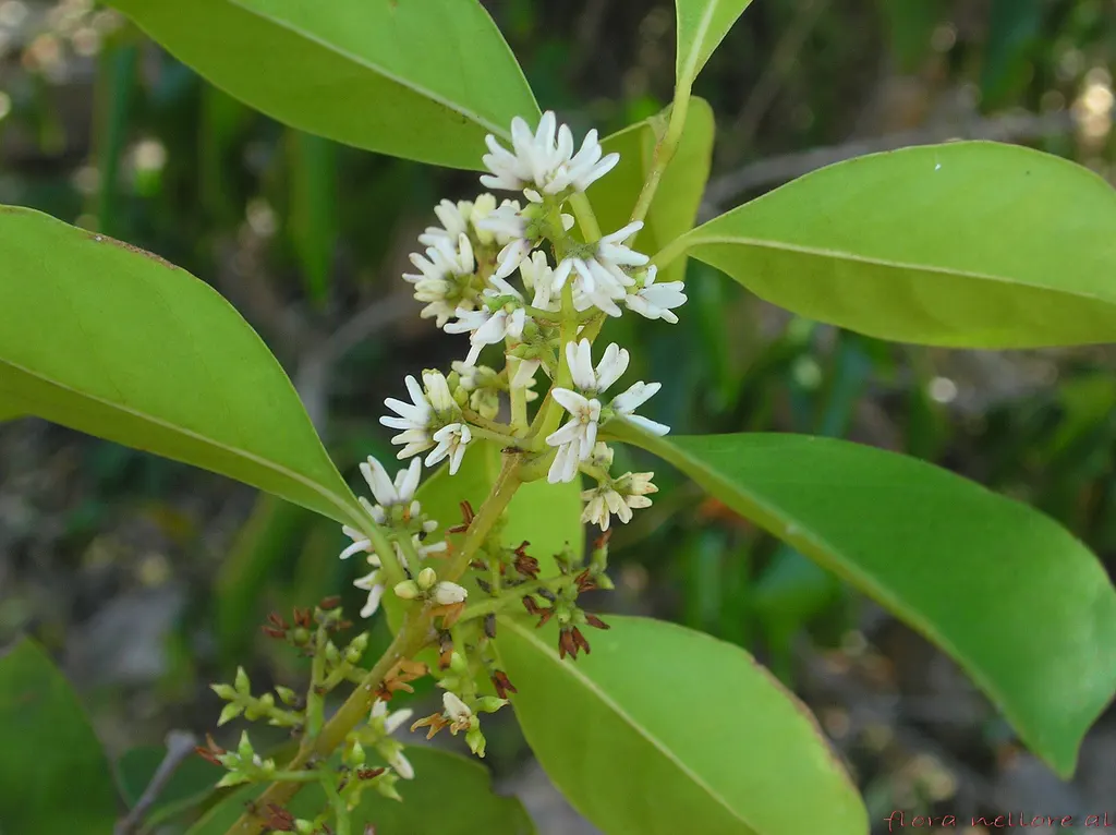 Fringe Tree (Chionanthus Virginicus) — Native to the Eastern United States; provided they are well-drained, image 127