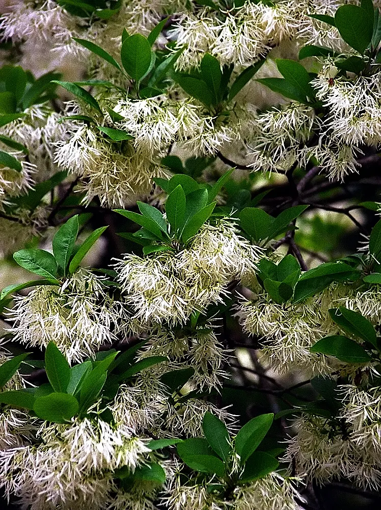 Fringe Tree (Chionanthus Virginicus) — this deciduous ornamental tree reaches a mature height of approximately 12 to 20 feet; the tree produces, image 99