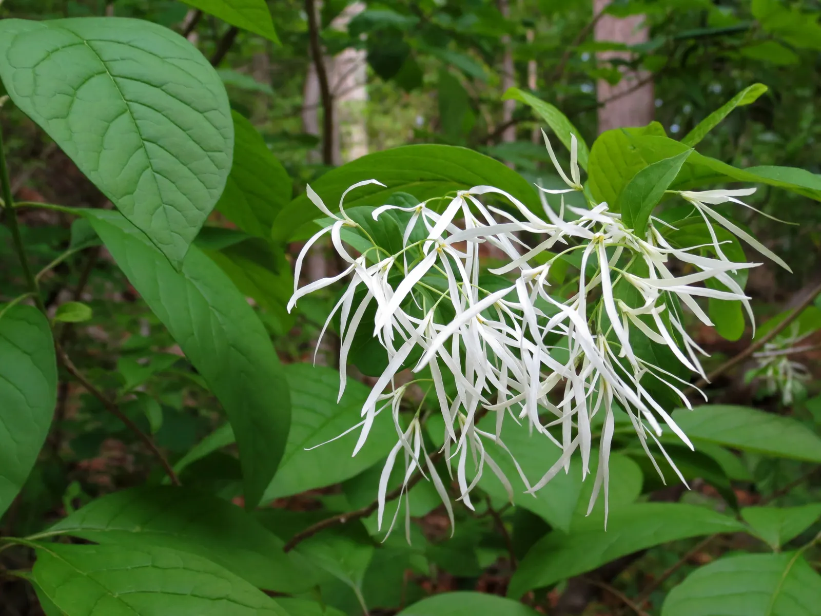 Fringe Tree (Chionanthus Virginicus) — reaching 12-20 feet in height with a similar spread; showcasing considerable cold and heat tolerance once established