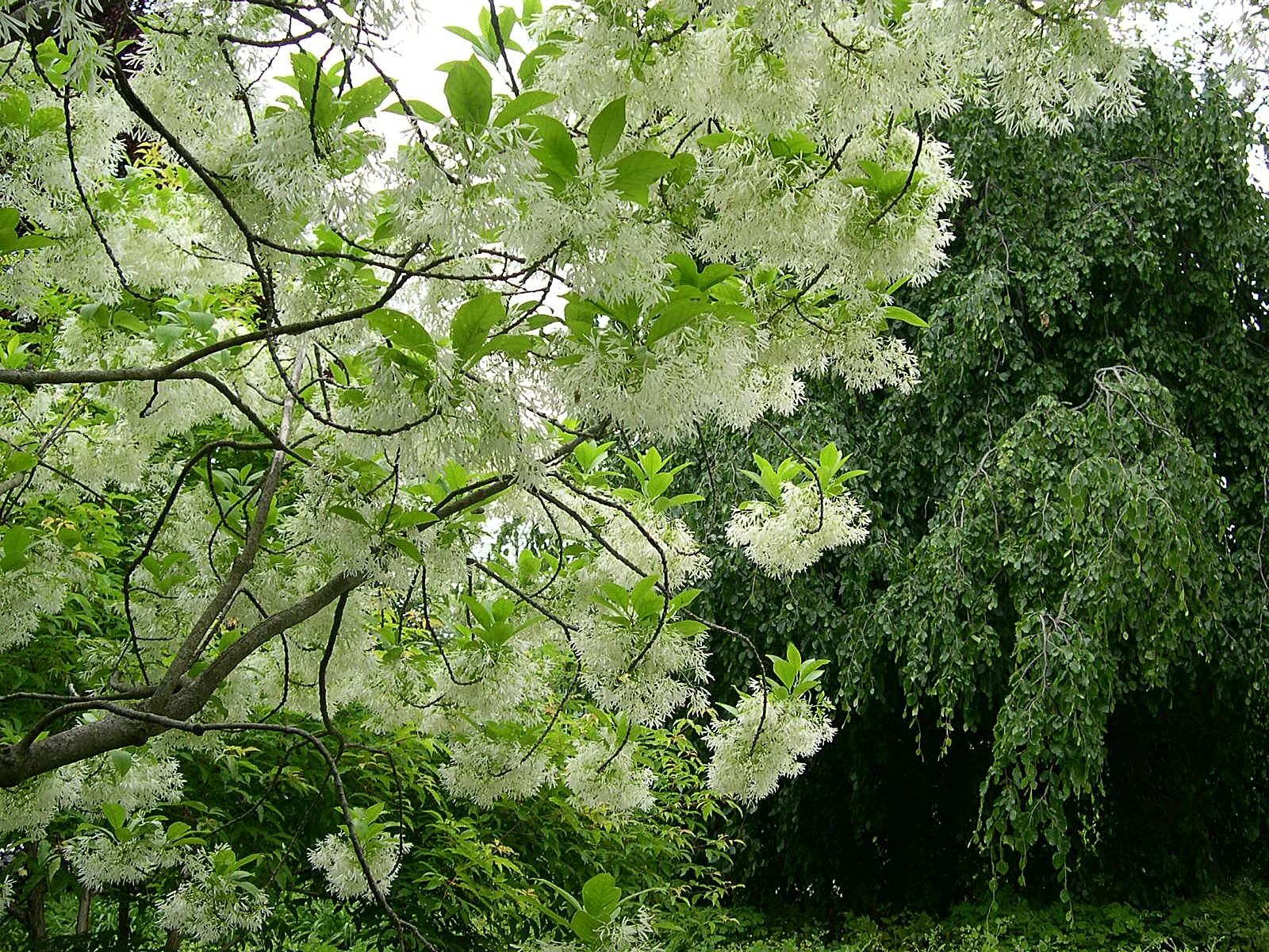 Fringe Tree (Chionanthus Virginicus) — A low-maintenance addition, providing a striking visual and olfactory accent in a landscape design; it thrives in full