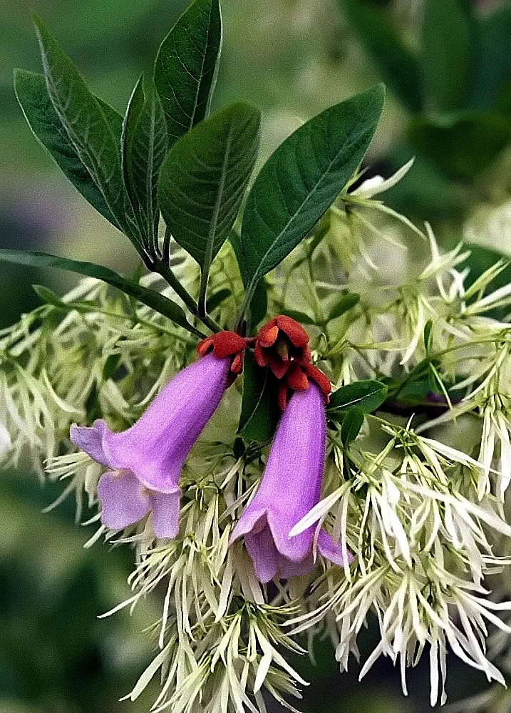 Fringe Tree (Chionanthus Virginicus) — presents a stunning addition to any landscape design with its graceful; is a deciduous shrub or small tree, image 67