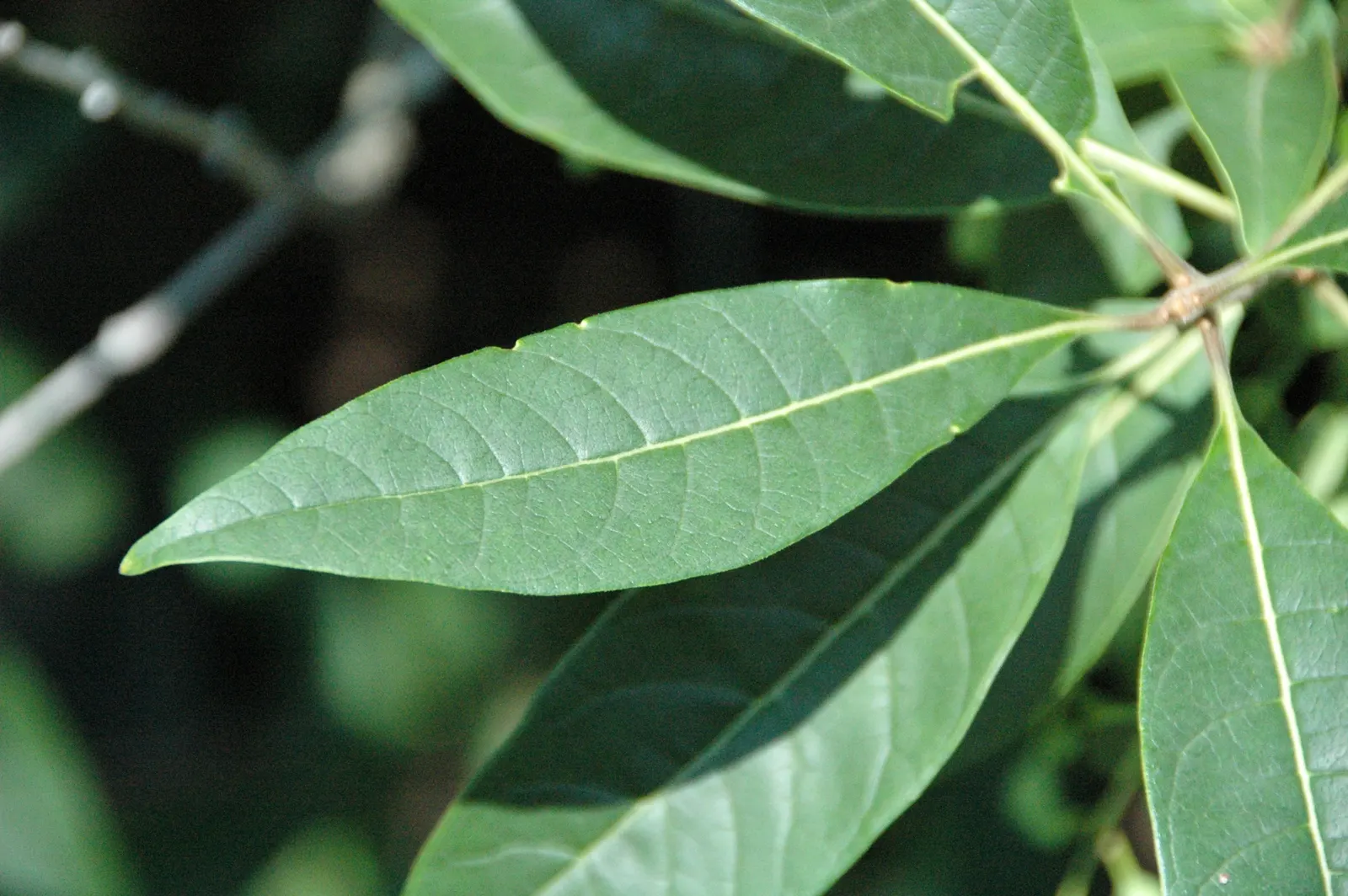 Fringe Tree (Chionanthus Virginicus) — with a similar spread of 12 to 20 feet; commonly known as Fringe Tree, image 100