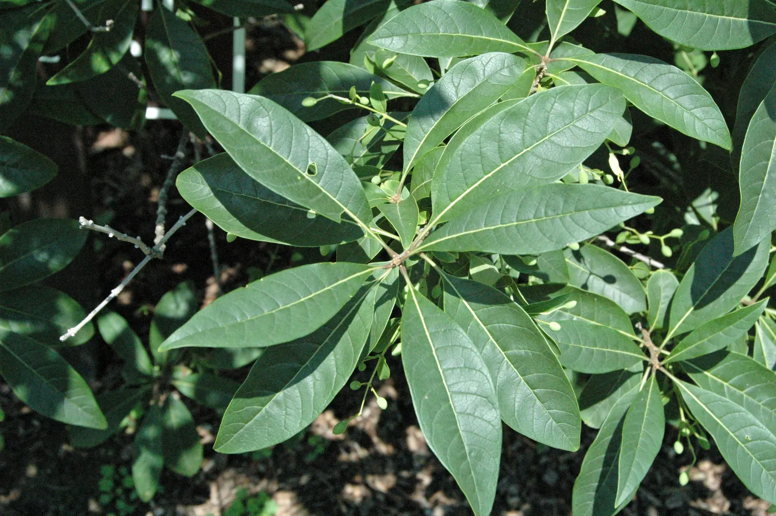 Fringe Tree (Chionanthus Virginicus) — the Fringe Tree is adaptable to various soil types, image 73