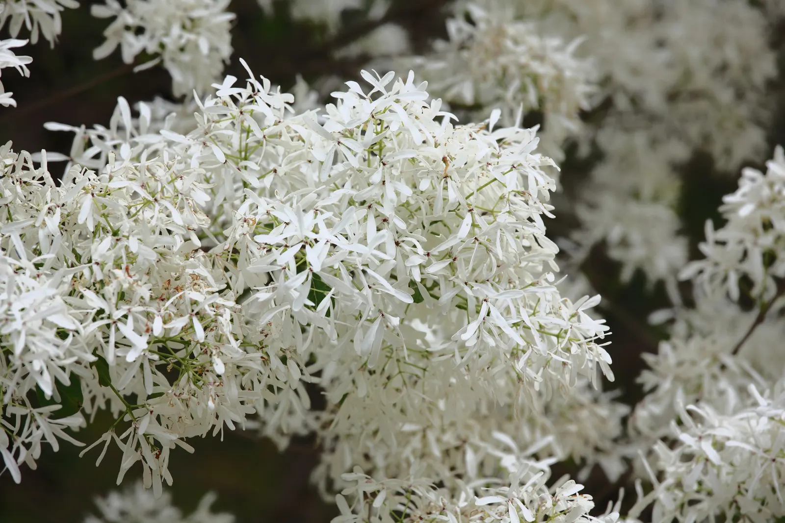 Fringe Tree (Chionanthus Virginicus) — Native to the Eastern United States; provided they are well-drained, image 98