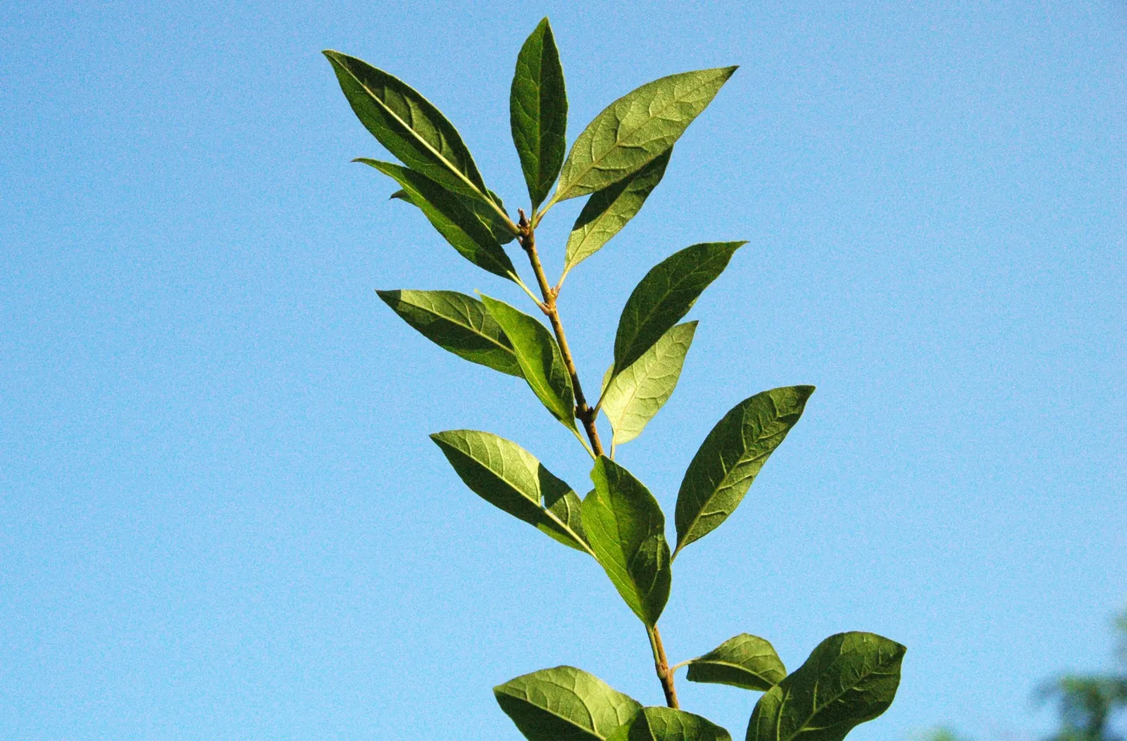 Fringe Tree (Chionanthus Virginicus) — A low-maintenance addition, providing a striking visual and olfactory accent in a landscape design