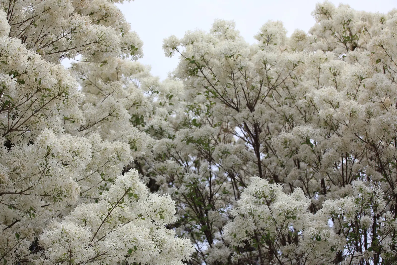 Fringe Tree (Chionanthus Virginicus) — tree for full or half; with its easy-going nature and exceptional beauty, image 87