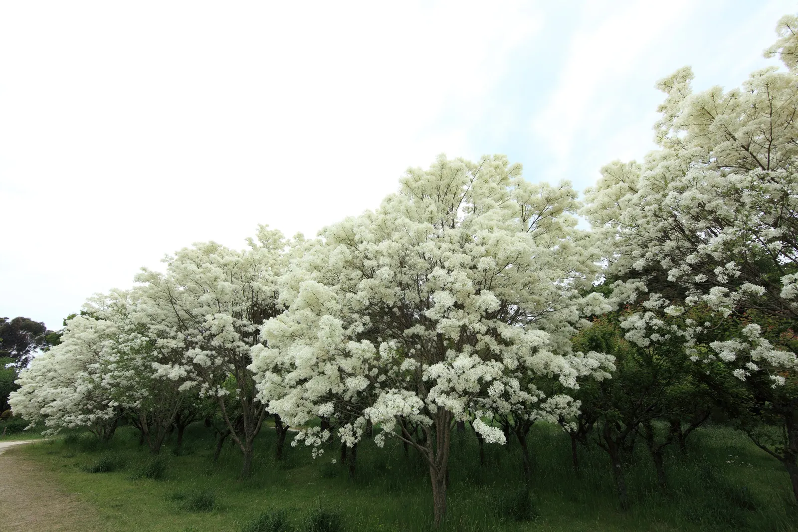 Fringe Tree (Chionanthus Virginicus) — fringe-like petals that cascade from its branches; creating a cloud of white blooms, image 136