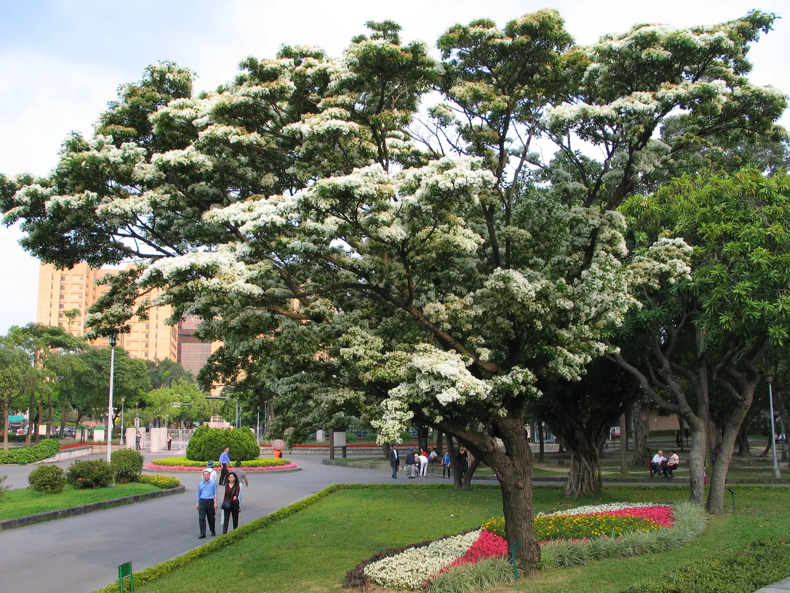 Fringe Tree (Chionanthus Virginicus) — This display is not only visually appealing but also attracts pollinators like bees and butterflies; suited for USDA
