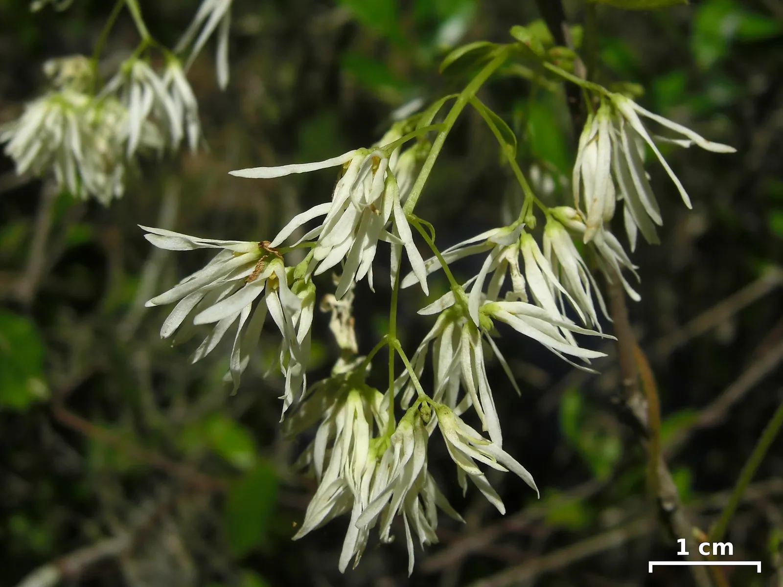 Fringe Tree (Chionanthus Virginicus) — fragrant white flowers that bloom in late spring to early summer; presents a stunning addition to any, image 68