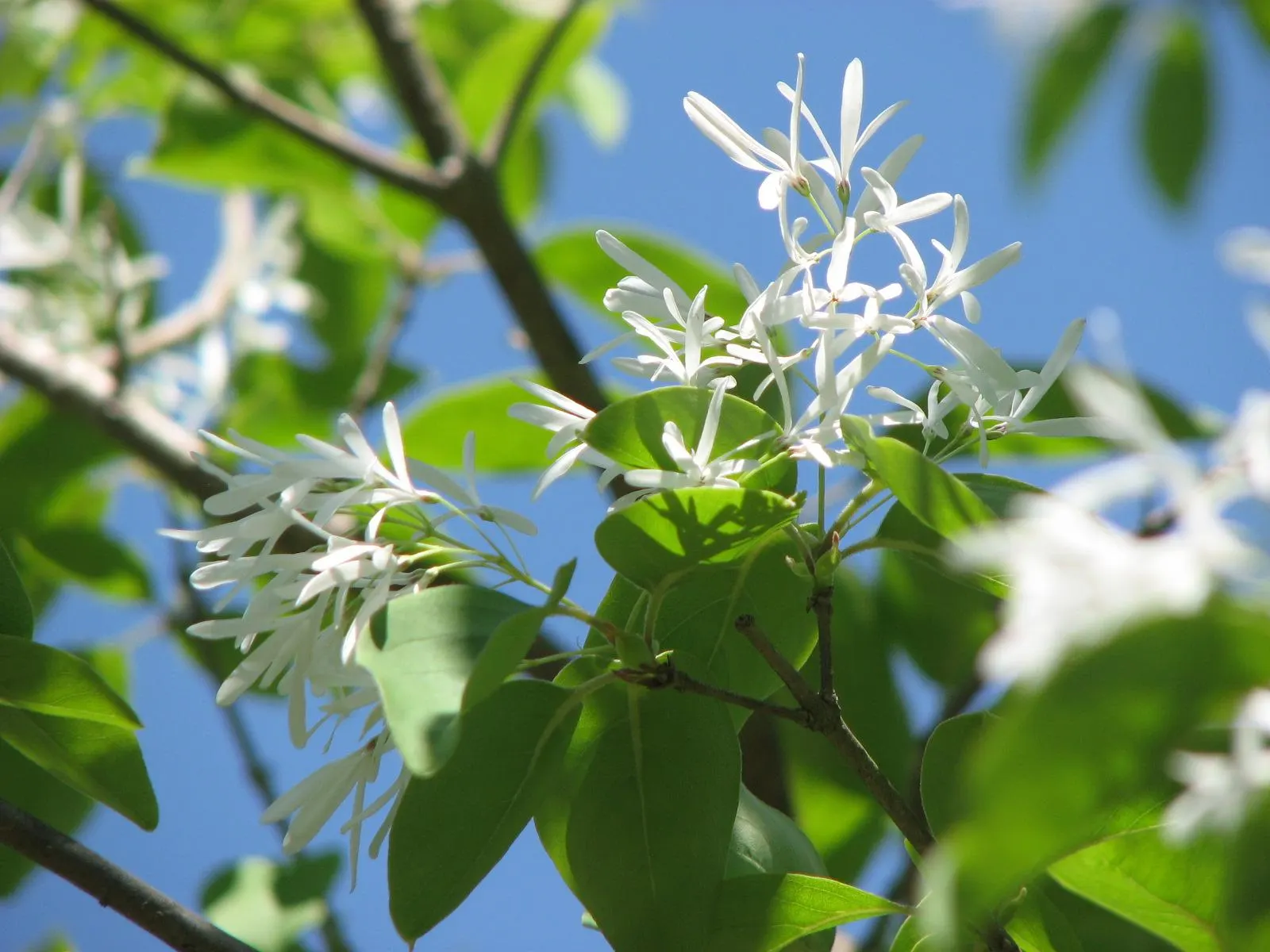 Fringe Tree (Chionanthus Virginicus) — white flowers in the garden