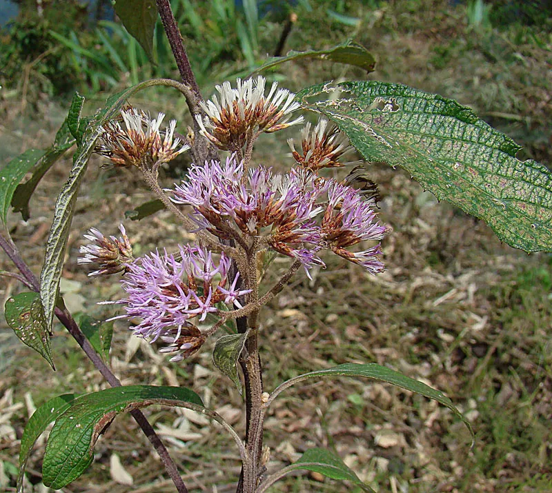 Fringe Tree (Chionanthus Virginicus) — it has lance-shaped leaves turning yellow in fall; reaching 12-20 feet in height with a similar spread, image 92