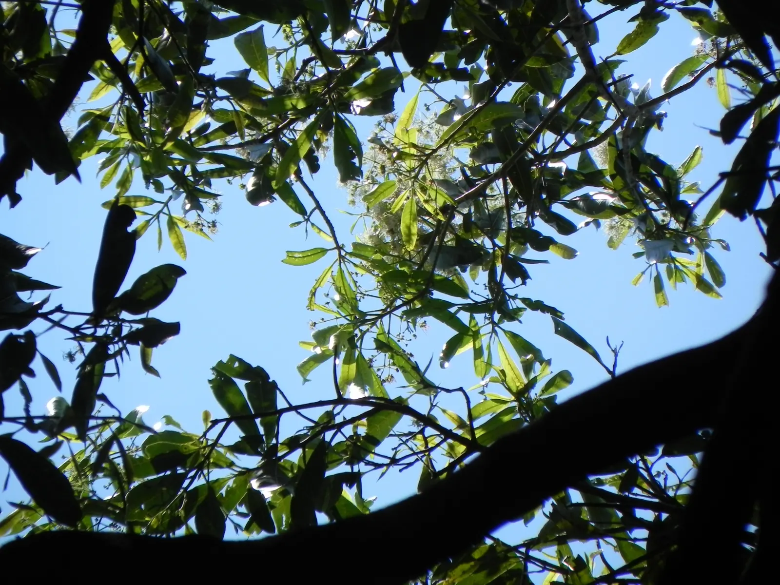 Fringe Tree (Chionanthus Virginicus) — Minimal pruning is required; allowing it to fit into diverse landscape settings.<br><br>Featuring a rounded