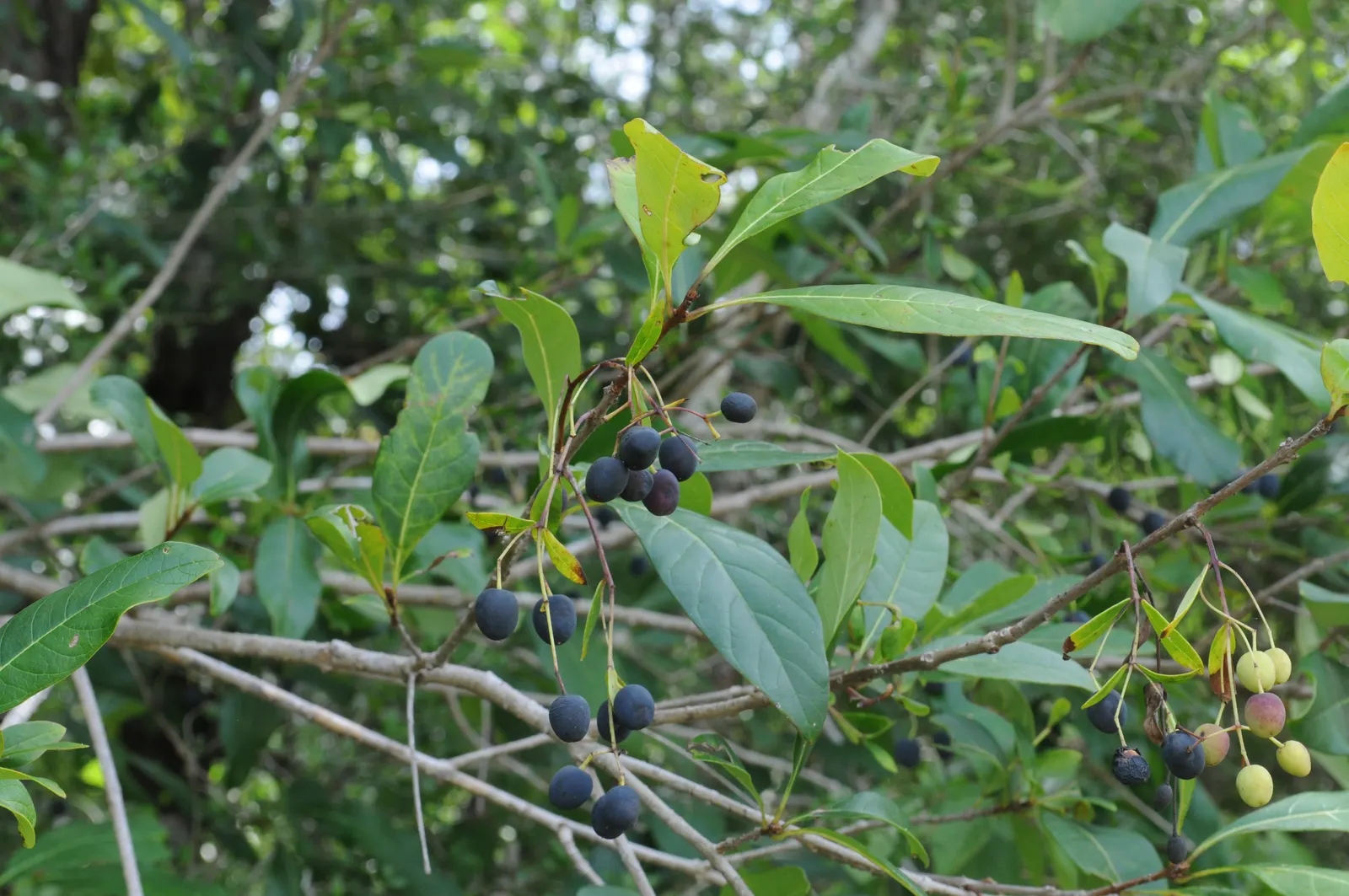 Fringe Tree (Chionanthus Virginicus) — is a deciduous shrub or small tree; native to the Eastern United States, image 60