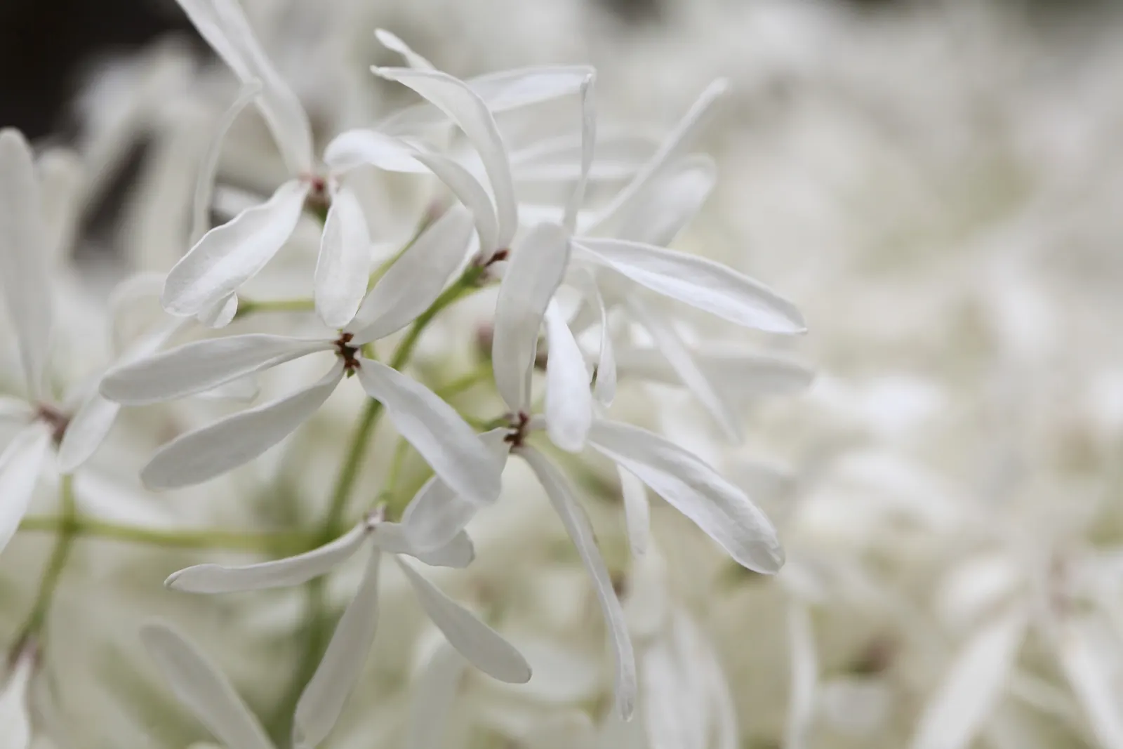 Fringe Tree (Chionanthus Virginicus) — presents a stunning addition to any landscape design with its graceful; is a deciduous shrub or small tree, image 96