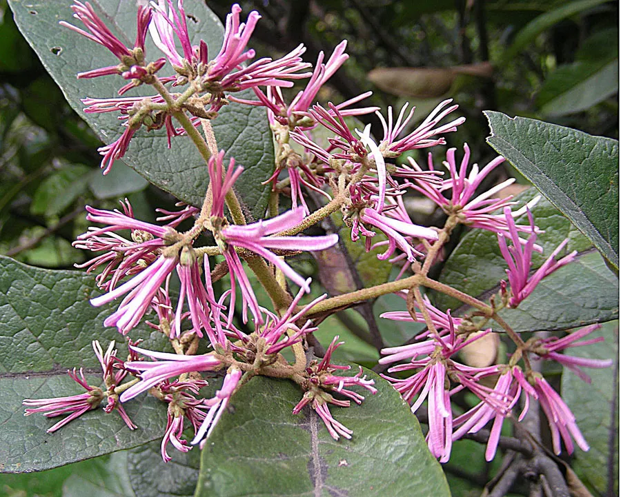 Fringe Tree (Chionanthus Virginicus) — allowing it to fit into diverse landscape settings.<br><br>Featuring a rounded; scientifically known as, image 72