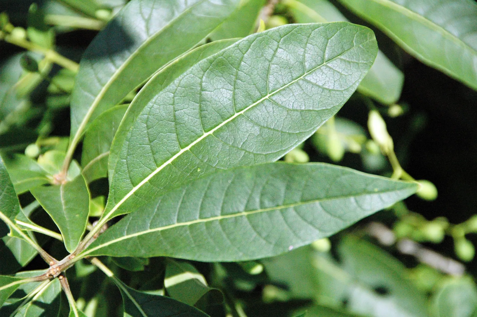 Fringe Tree (Chionanthus Virginicus) — tree with white blooms; minimal pruning is required, image 86