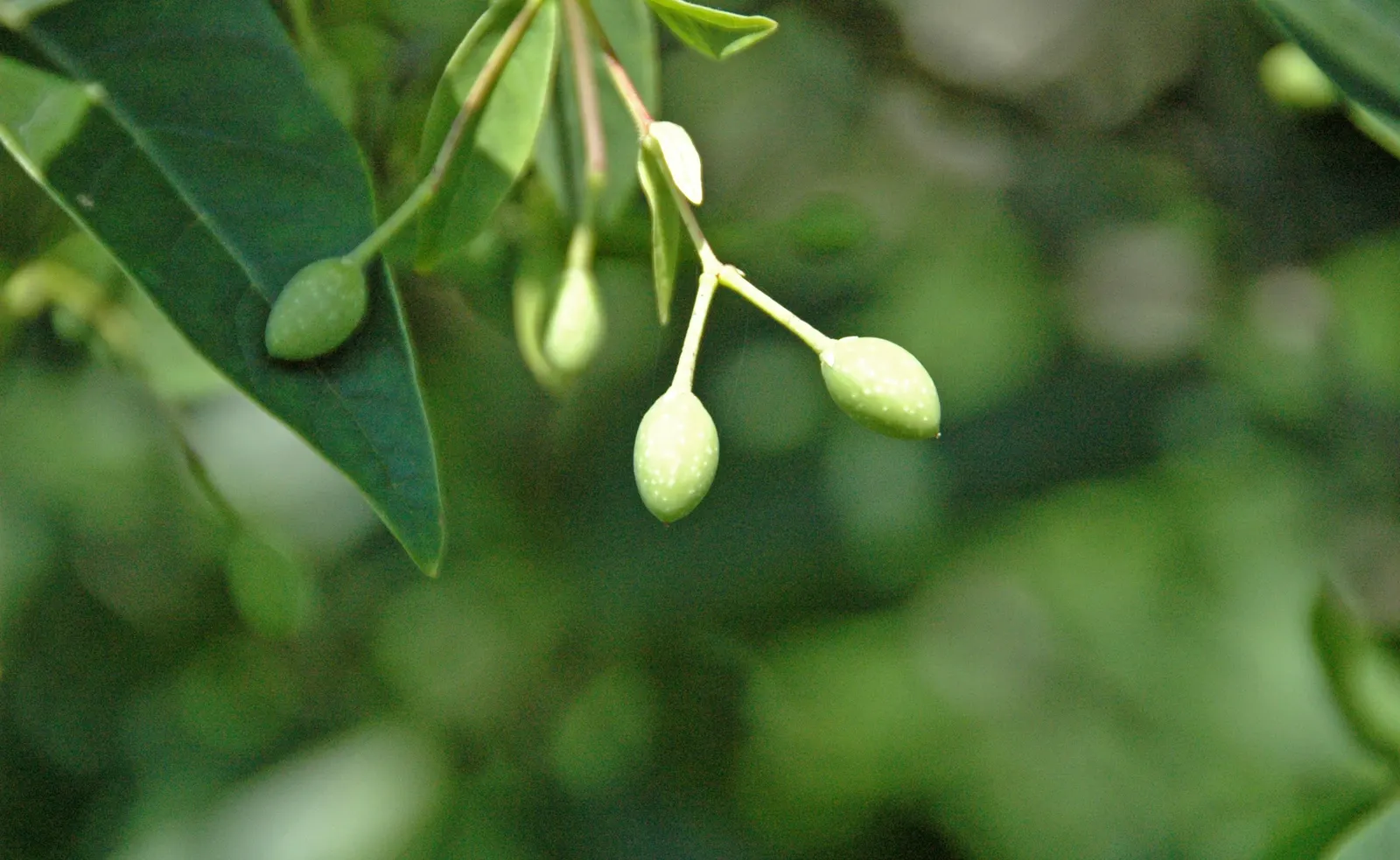Fringe Tree (Chionanthus Virginicus) — creating a cloud of white blooms; tree with white blooms, image 108