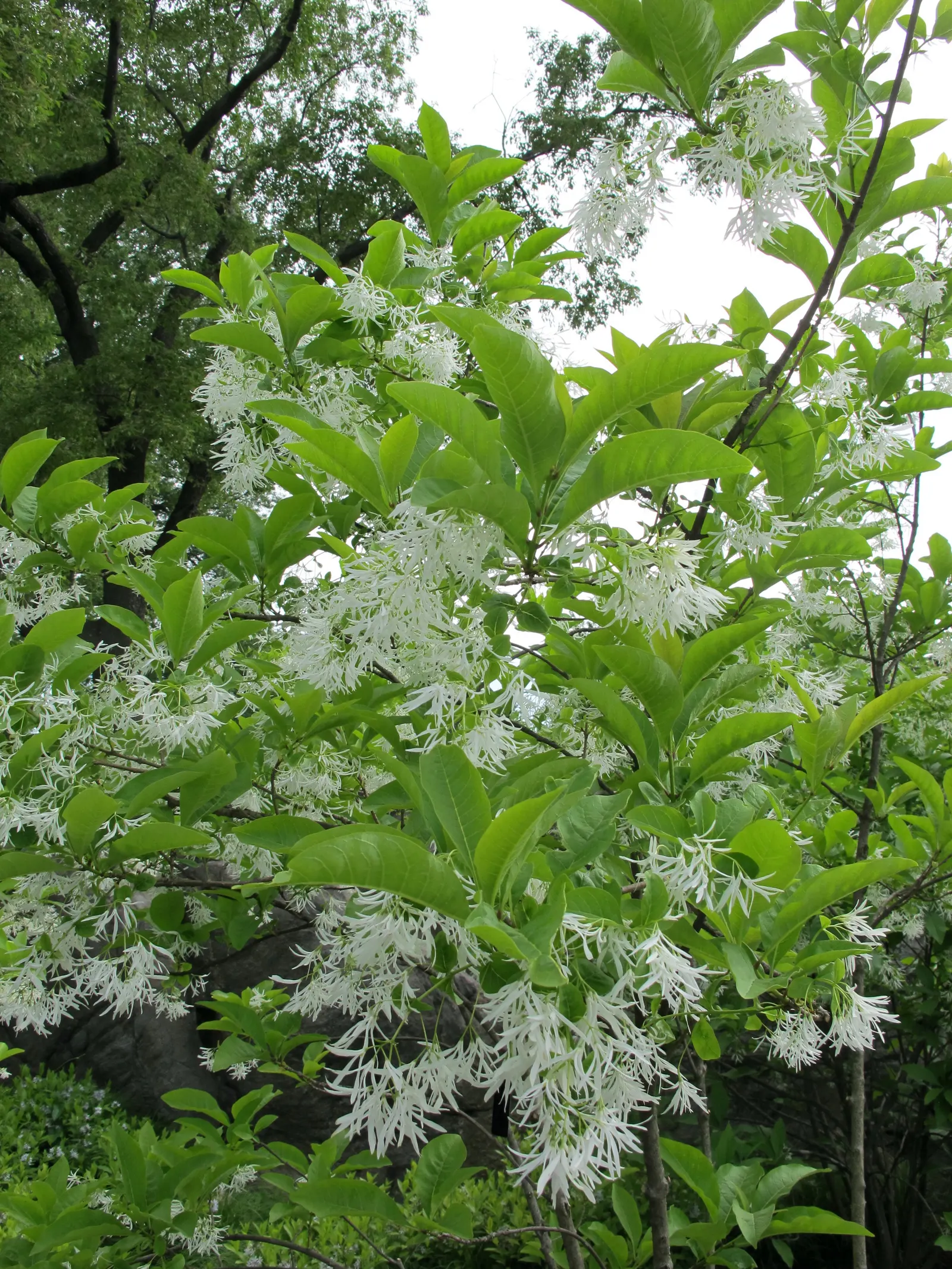Fringe Tree (Chionanthus Virginicus) — provided they are well-drained