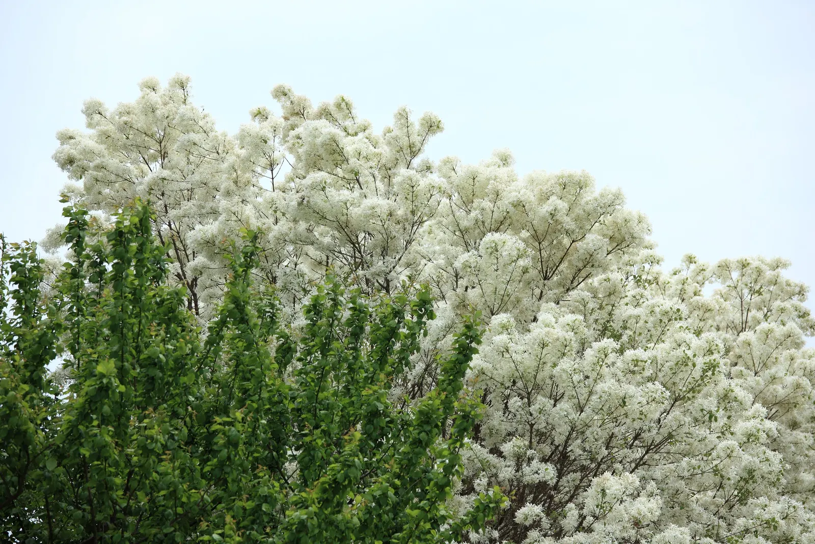 Fringe Tree (Chionanthus Virginicus) — Minimal pruning is required