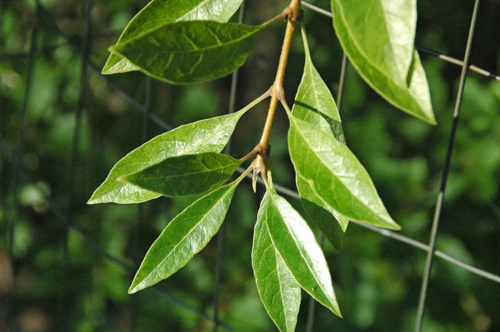 Fringe Tree (Chionanthus Virginicus) — the Fringe Tree is adaptable to various soil types