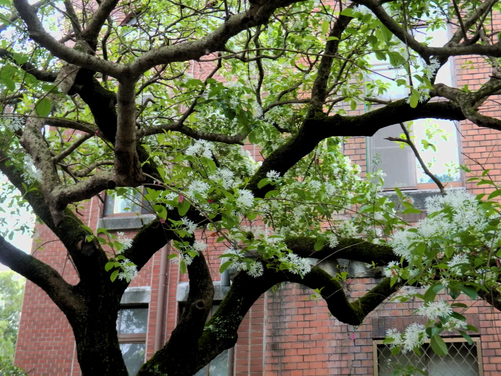 Fringe Tree (Chionanthus Virginicus) — tree for full or half; with its easy-going nature and exceptional beauty, image 116