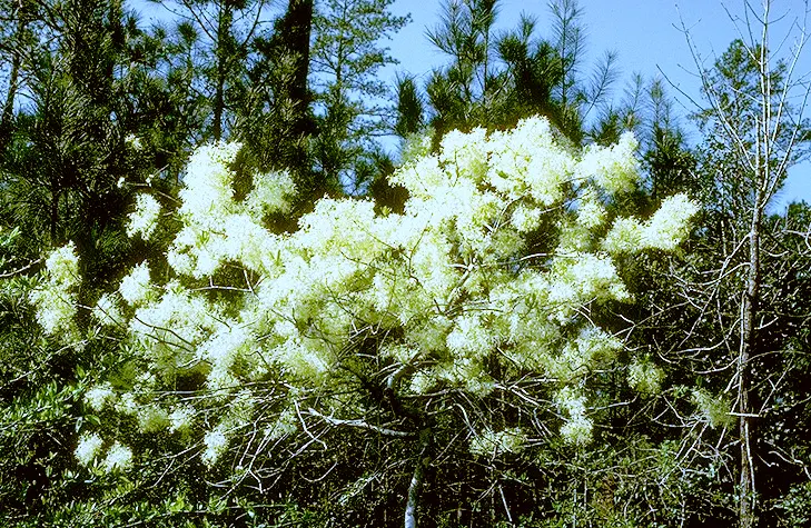 Fringe Tree (Chionanthus Virginicus) — is a deciduous shrub or small tree