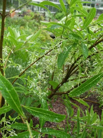 Fringe Tree (Chionanthus Virginicus) — showcasing considerable cold and heat tolerance once established; a low-maintenance addition, providing a, image 105