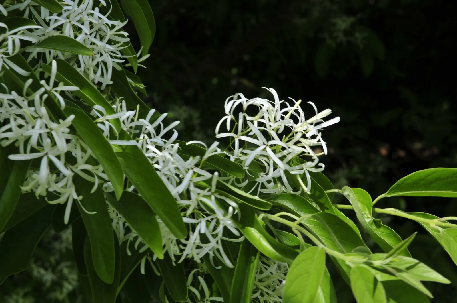 Fringe Tree (Chionanthus Virginicus) — is a deciduous shrub or small tree; native to the Eastern United States, image 89