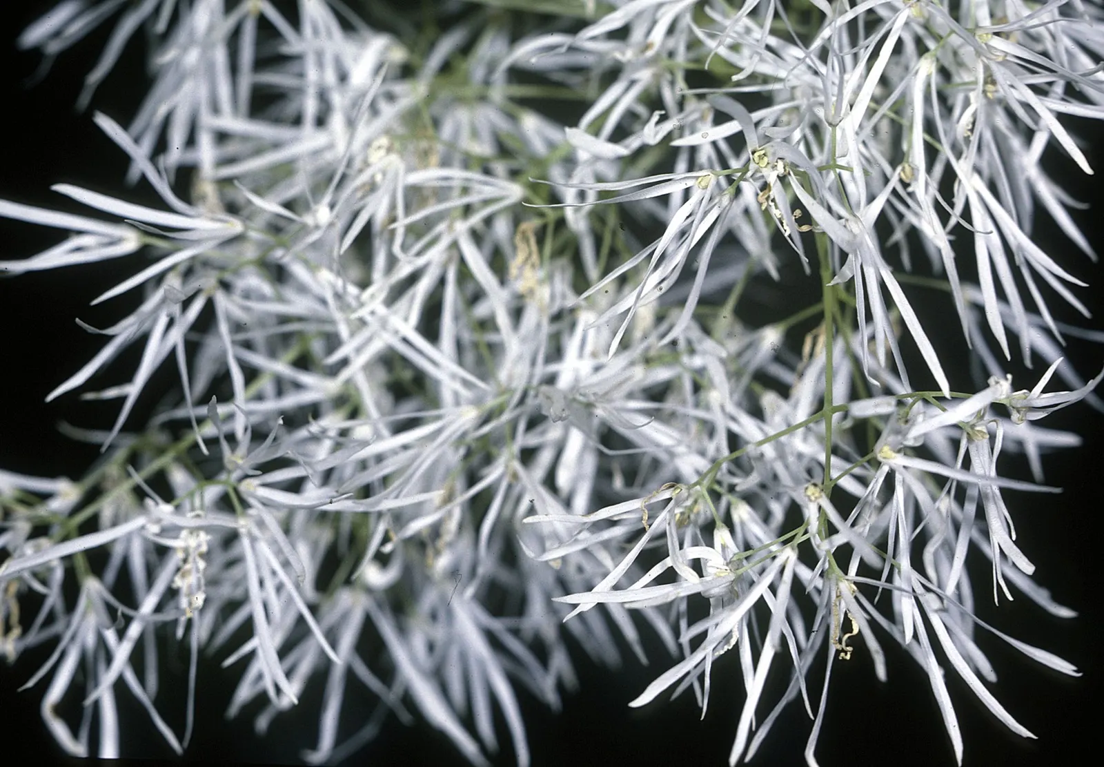 Fringe Tree (Chionanthus Virginicus) — The deep green leaves turn to a charming yellow in the autumn; white flowers in the garden