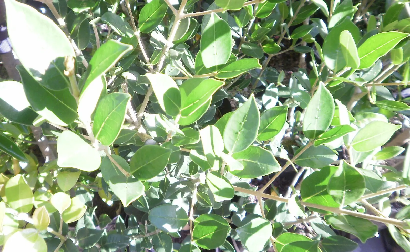 Fringe Tree (Chionanthus Virginicus) — fringe-like petals that cascade from its branches; creating a cloud of white blooms, image 107