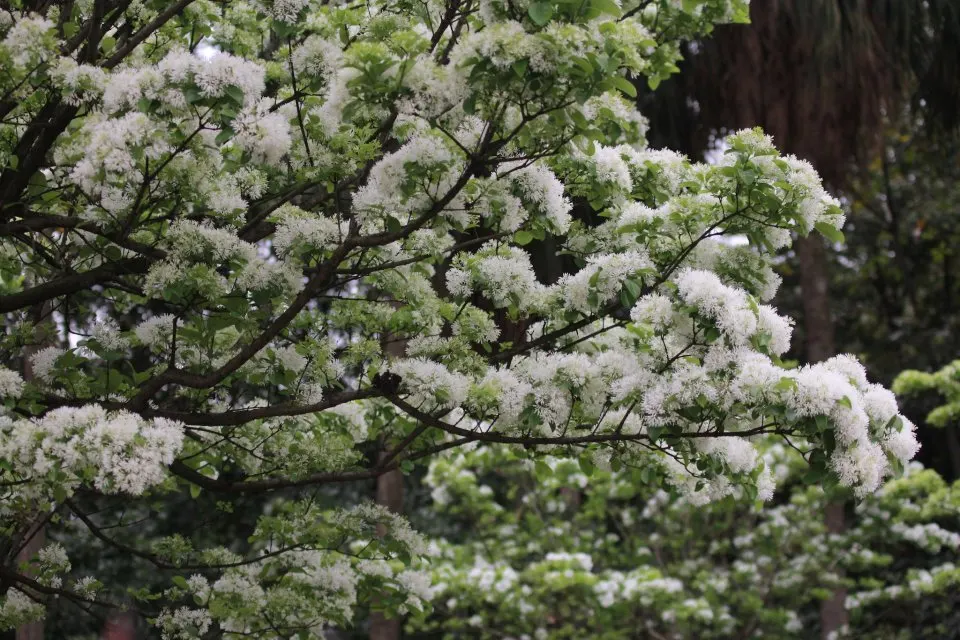 Fringe Tree (Chionanthus Virginicus) — Native to the Eastern United States