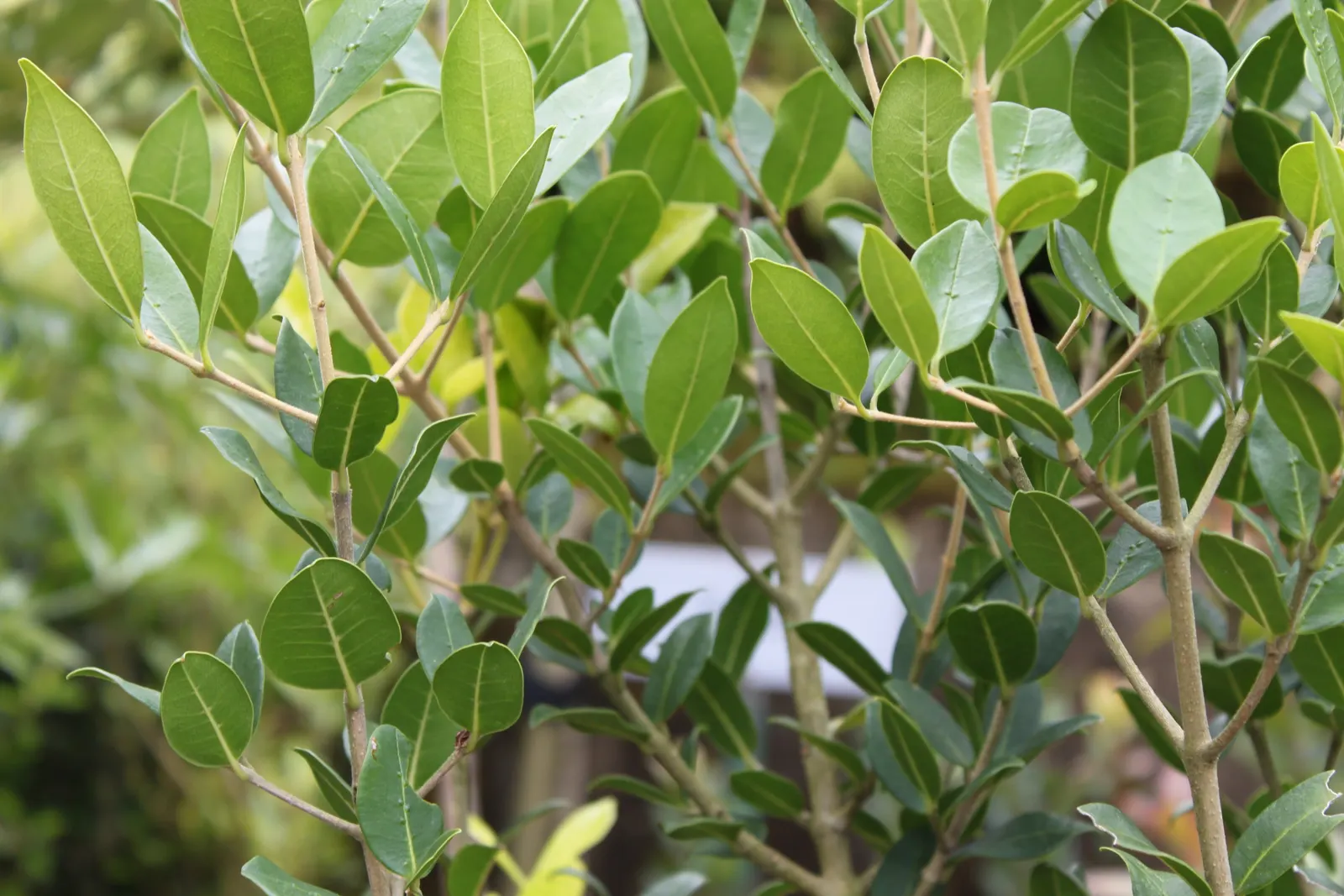 Fringe Tree (Chionanthus Virginicus) — presents a stunning addition to any landscape design with its graceful; is a deciduous shrub or small tree, image 125