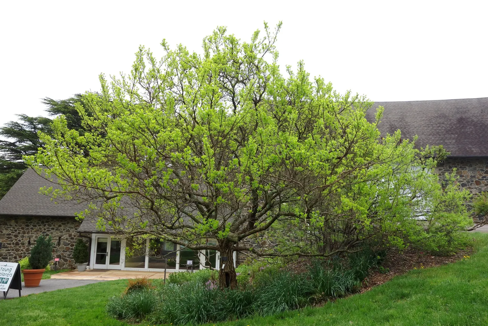 Fringe Tree (Chionanthus Virginicus) — it has lance-shaped leaves turning yellow in fall; reaching 12-20 feet in height with a similar spread, image 63