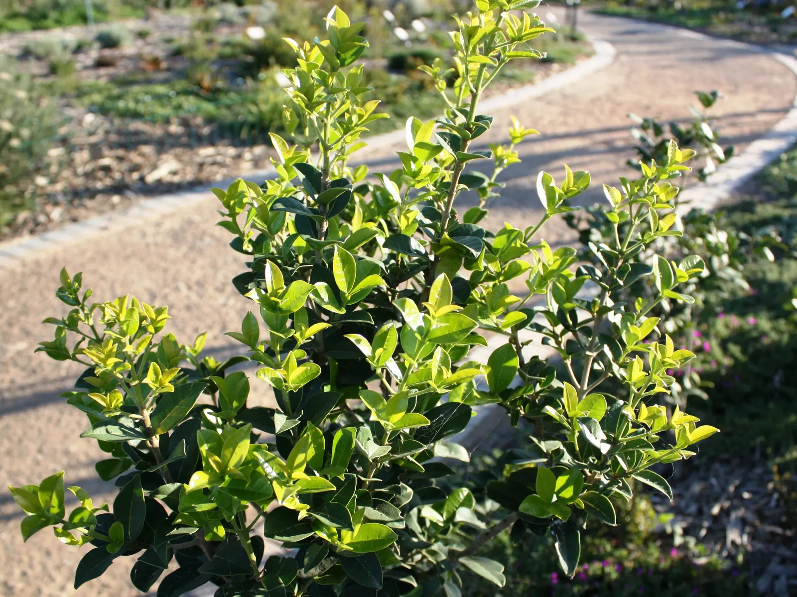 Fringe Tree (Chionanthus Virginicus) — provided they are well-drained; this display is not only visually appealing but also attracts pollinators, image 74