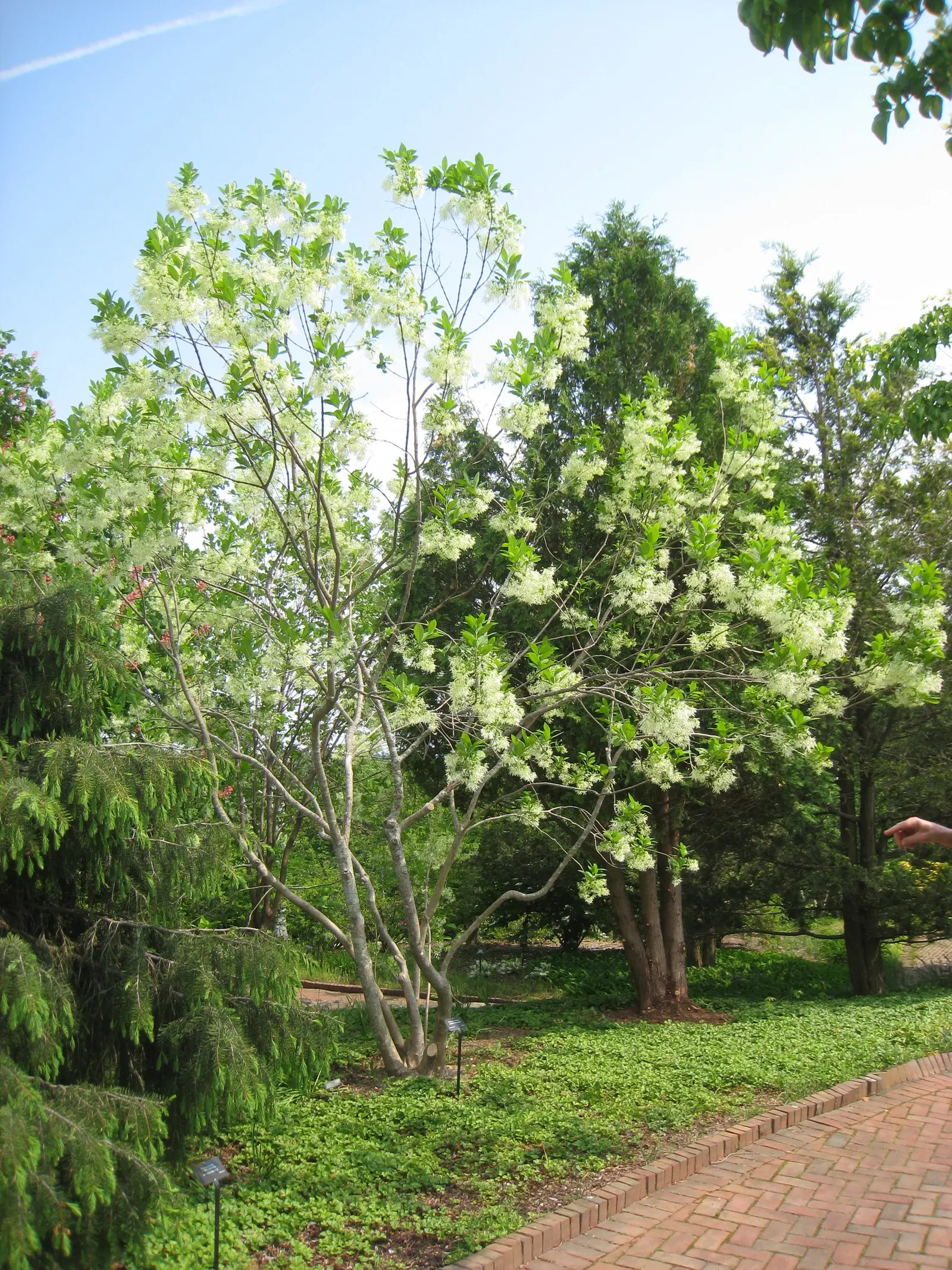 Fringe Tree (Chionanthus Virginicus) — commonly known as Fringe Tree; white flowers that bloom in spring