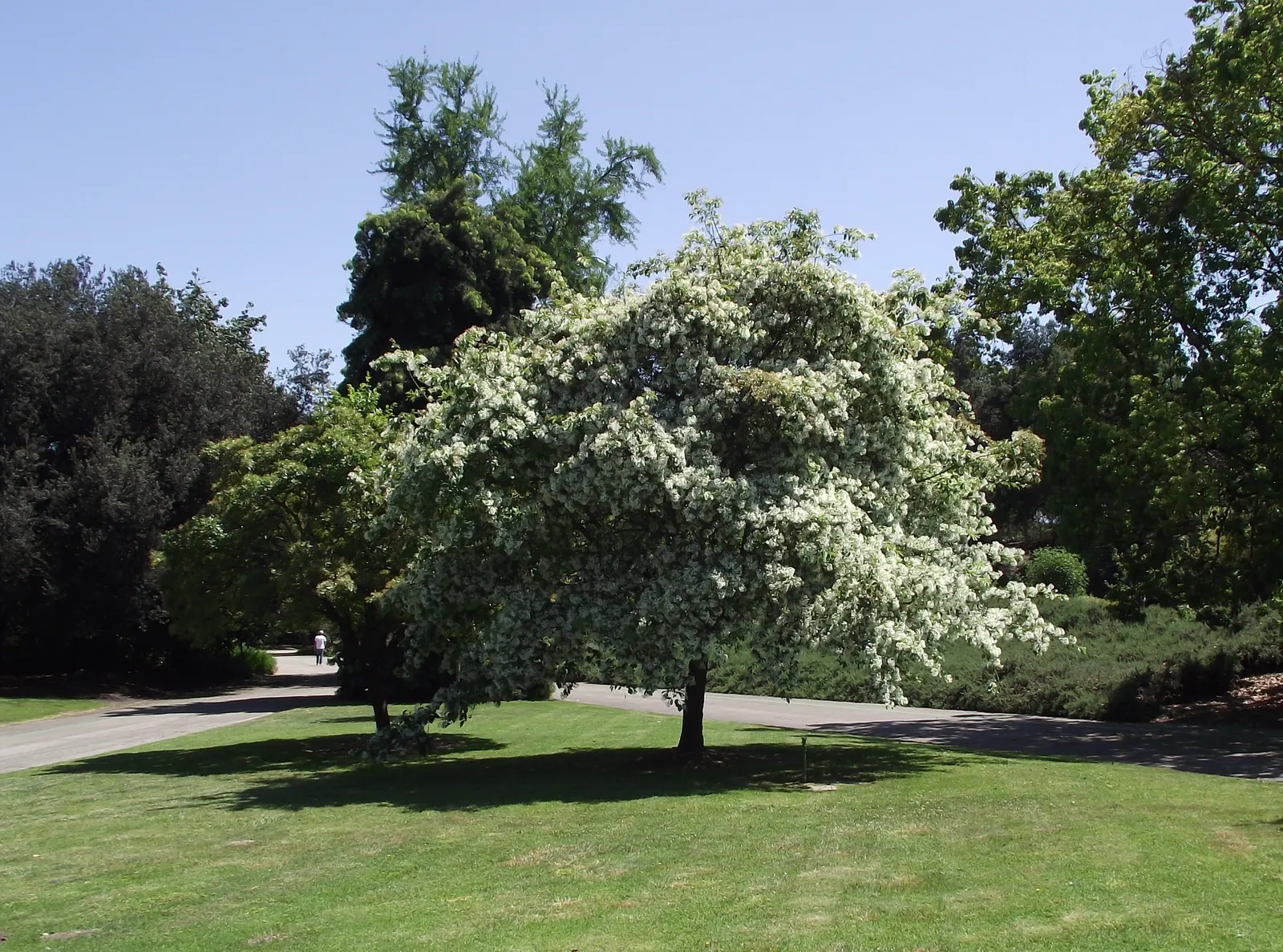 Fringe Tree (Chionanthus Virginicus) — offering food for birds and extending its seasonal interest