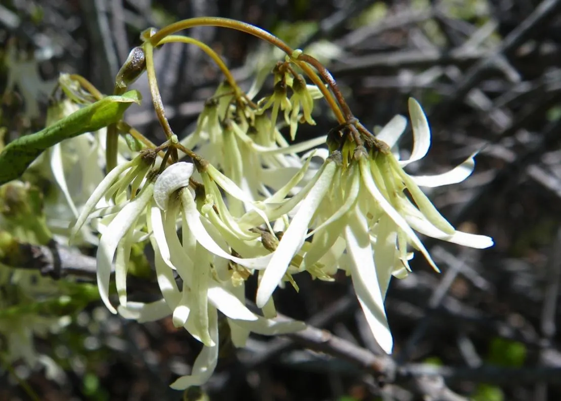 Fringe Tree (Chionanthus Virginicus) — offering food for birds and extending its seasonal interest; fringe-like petals that cascade from its, image 140
