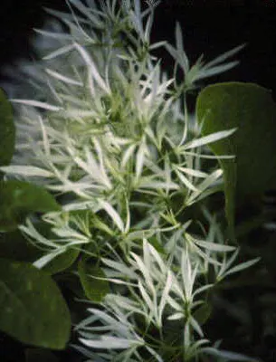 Fringe Tree (Chionanthus Virginicus) — creating a cloud of white blooms; tree with white blooms, image 79