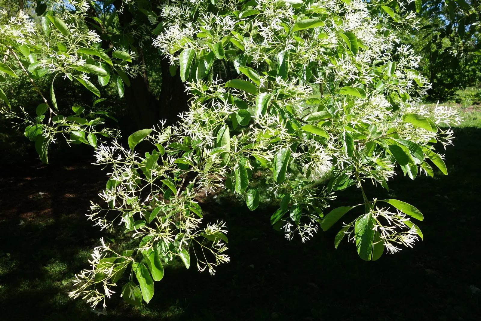 Fringe Tree (Chionanthus Virginicus) — Suited for USDA zones 3-9, prefers full sun to partial shade, and well-drained soil; fragrant white flowers, image 93