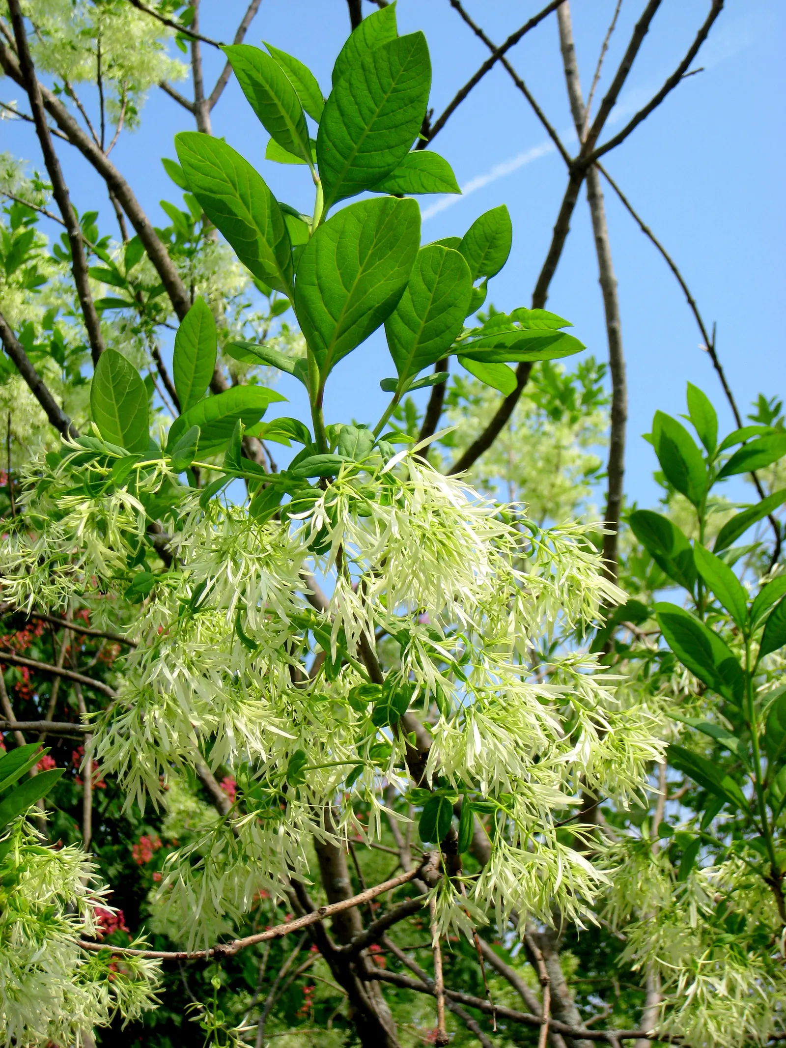 Fringe Tree (Chionanthus Virginicus) — creating a cloud of white blooms; tree with white blooms