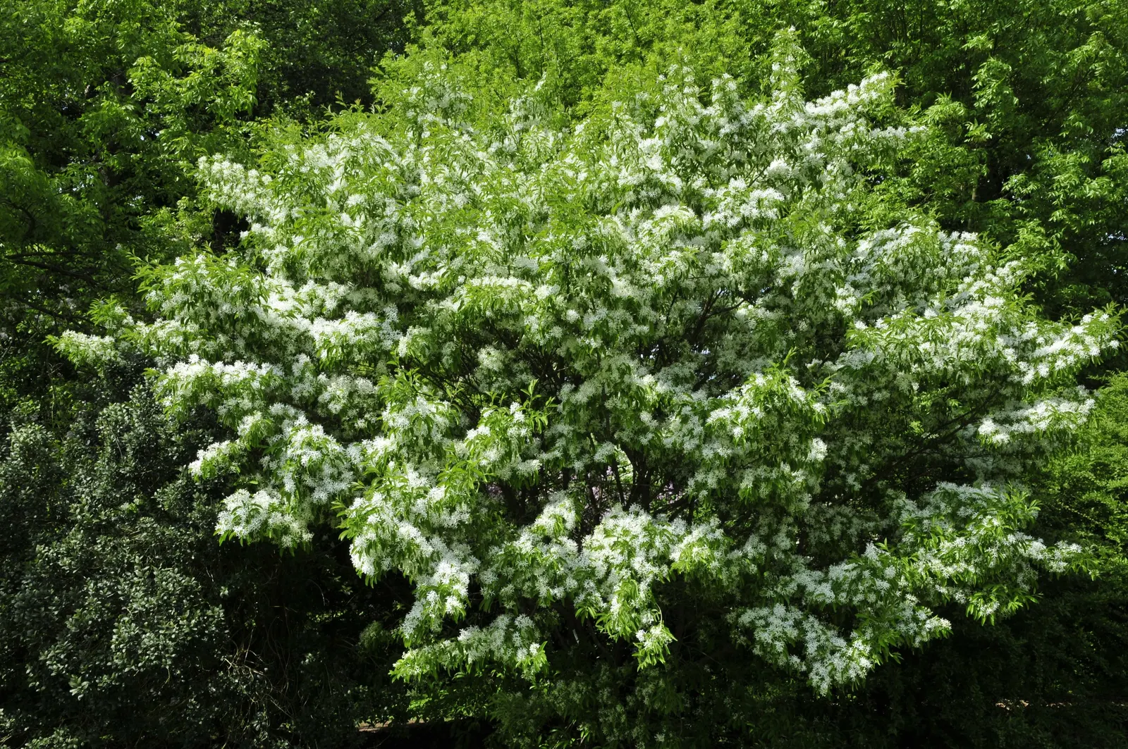 Fringe Tree (Chionanthus Virginicus) — the Fringe Tree is adaptable to various soil types, image 44