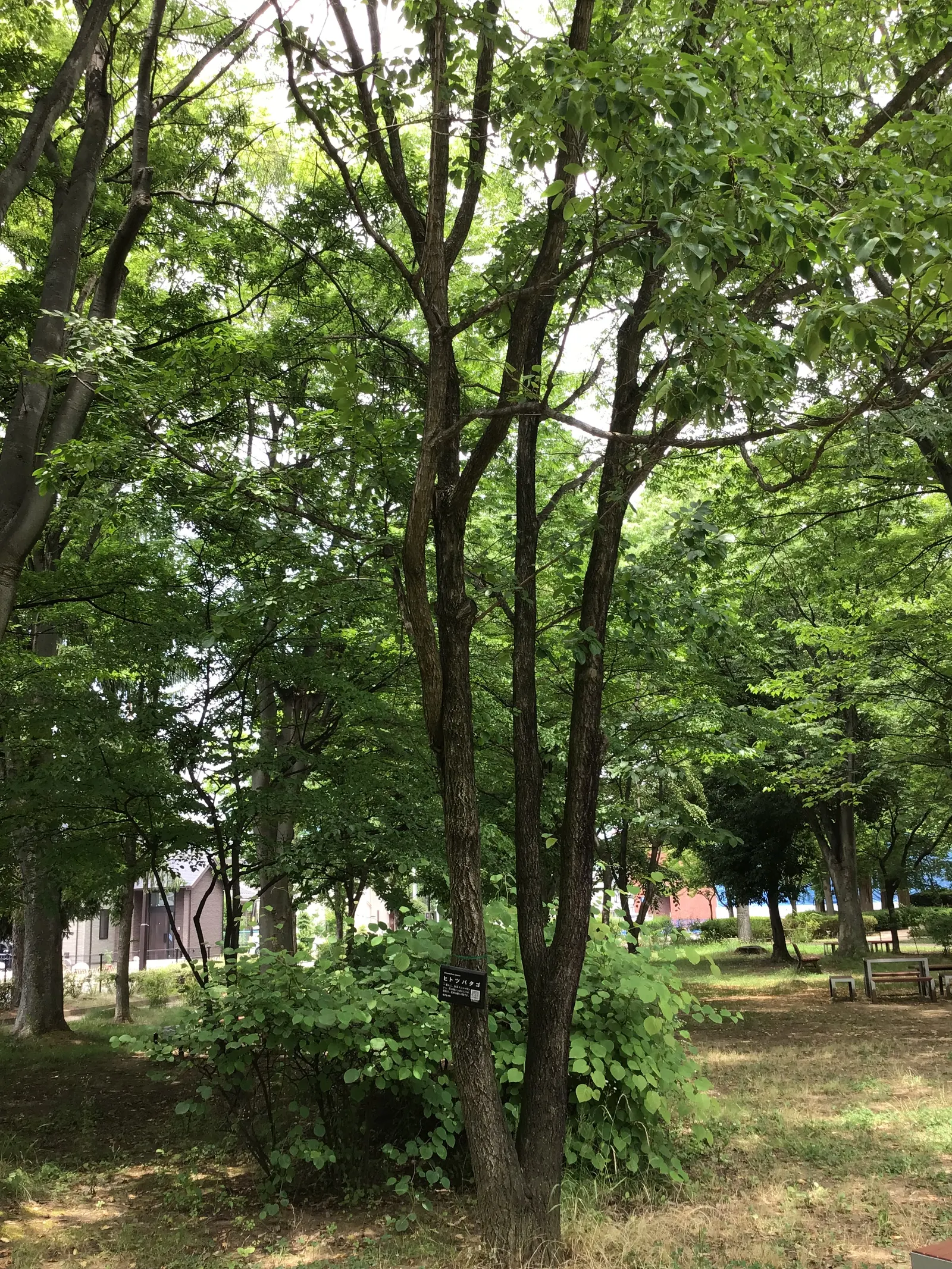 Fringe Tree (Chionanthus Virginicus) — with its easy-going nature and exceptional beauty