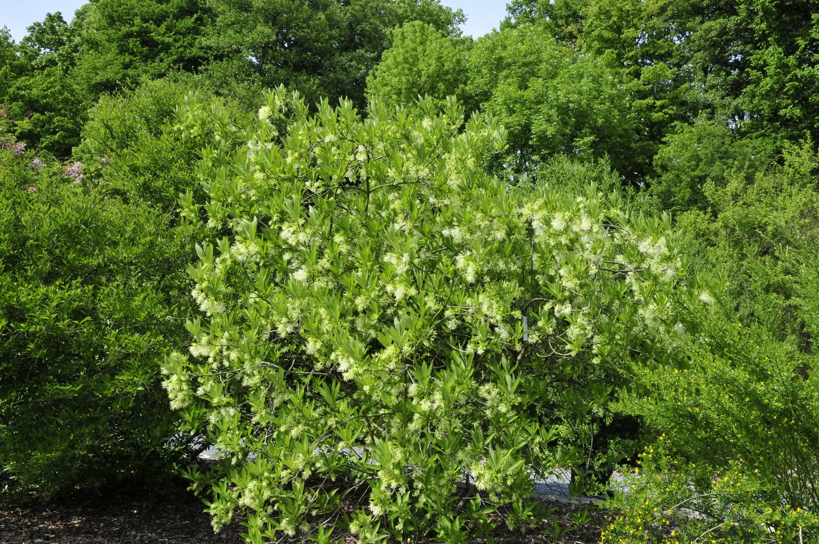 Fringe Tree (Chionanthus Virginicus) — showcasing considerable cold and heat tolerance once established; a low-maintenance addition, providing a, image 134