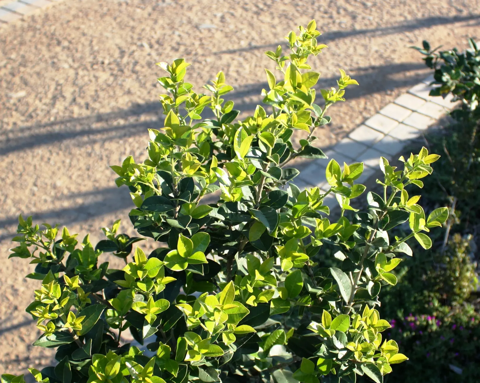 Fringe Tree (Chionanthus Virginicus) — creating a cloud of white blooms; tree with white blooms, image 137
