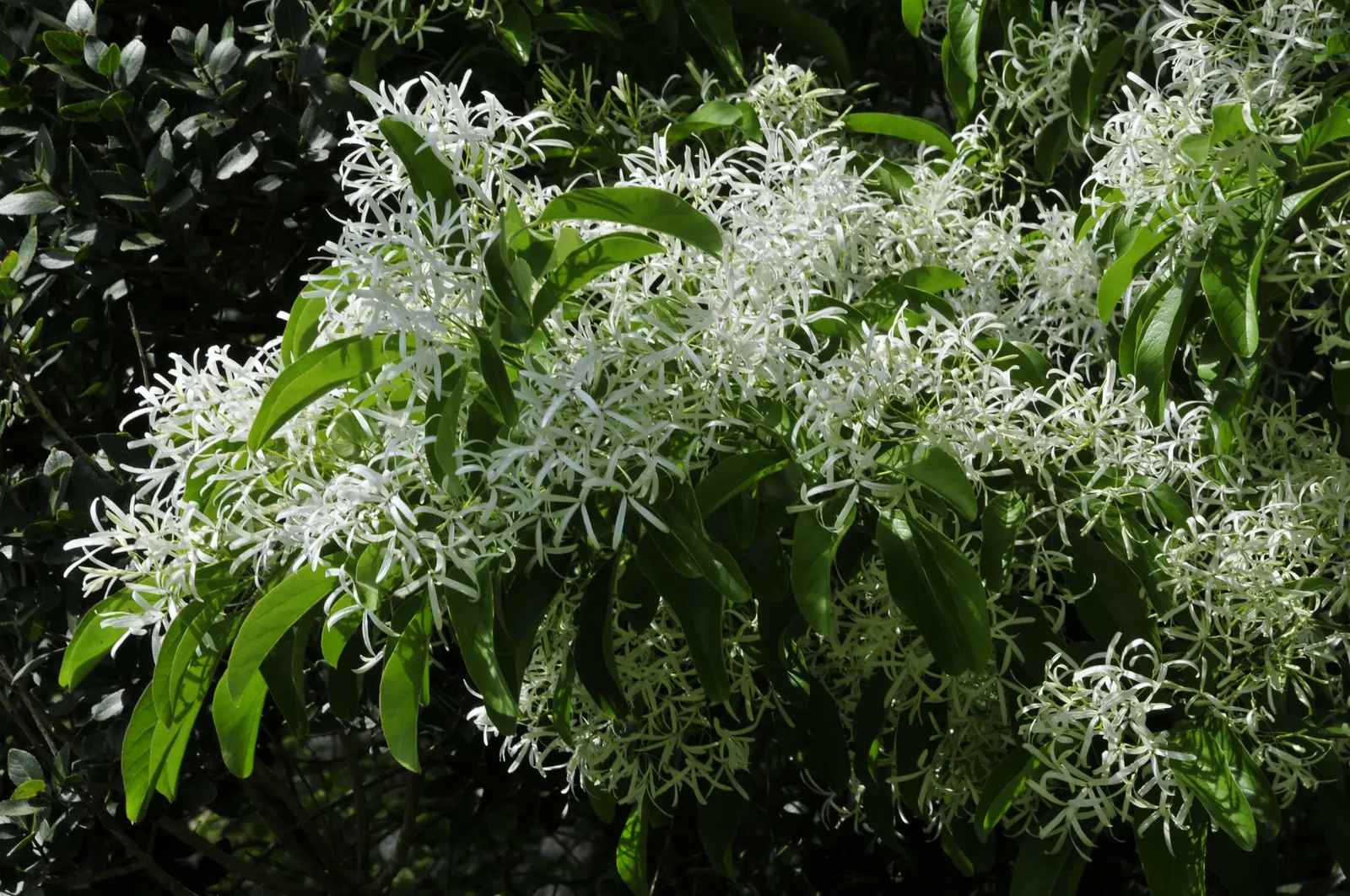 Fringe Tree (Chionanthus Virginicus) — Minimal pruning is required; allowing it to fit into diverse landscape settings.<br><br>Featuring a rounded, image 106