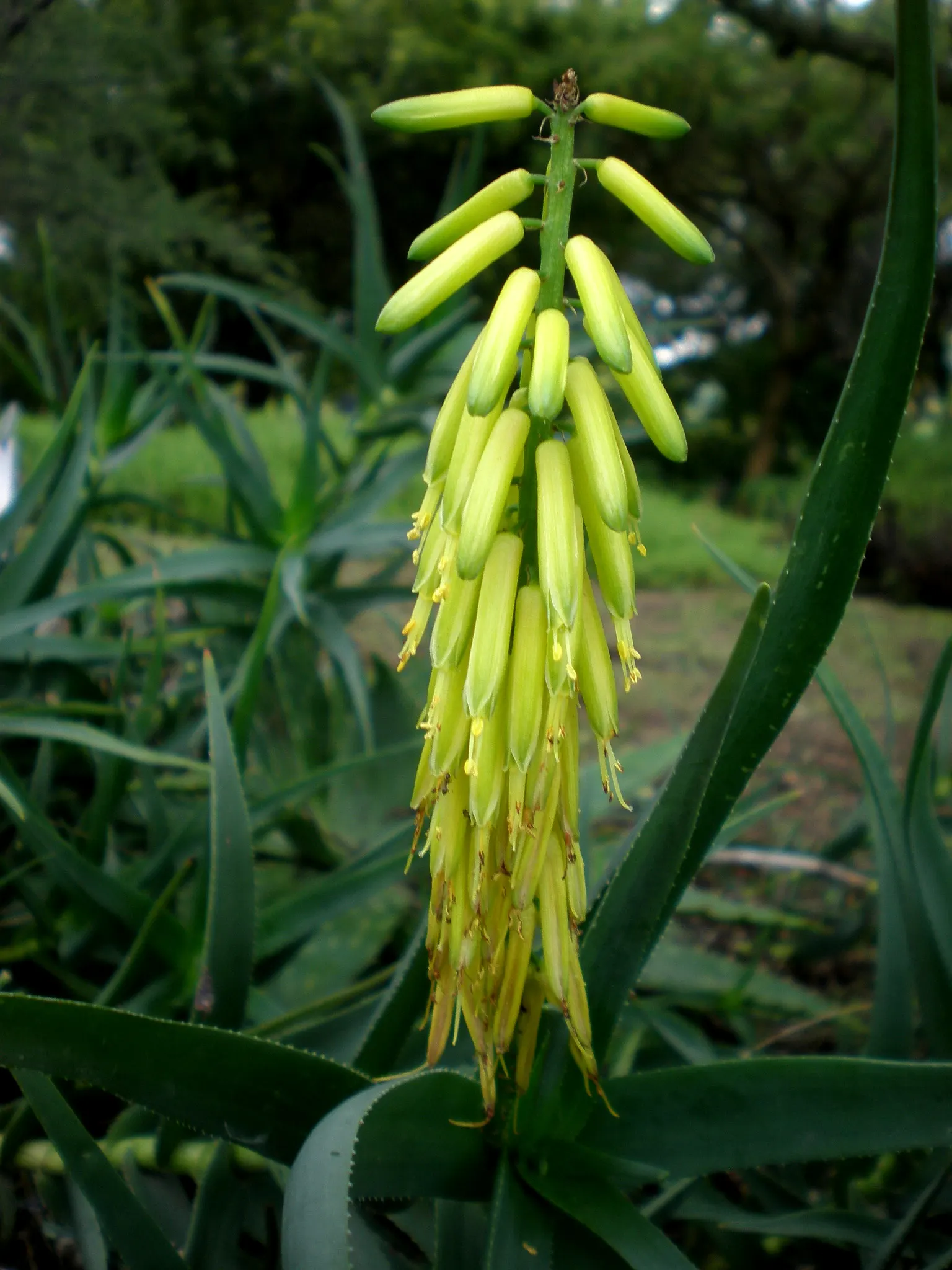 Fence Aloe (Aloe Tenuior) — Its arching stems produce tubular, yellow to orange flowers, attracting hummingbirds; fence Aloe creates a dense