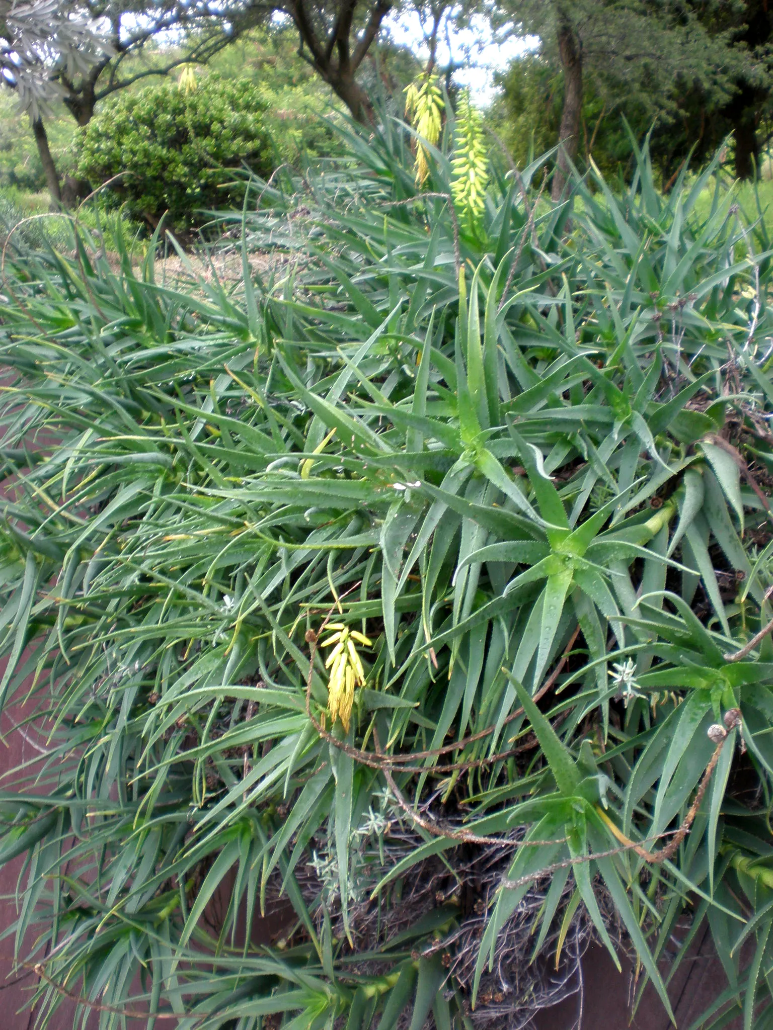 Fence Aloe (Aloe Tenuior) — succulent for full or half or shade